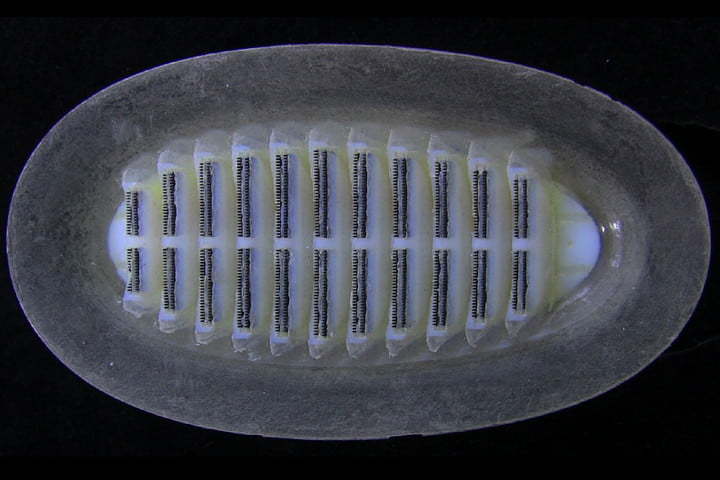 机器人也爱搭便车?水下搭乘鲨鱼列车是它的日常